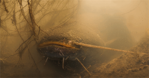 De Europese meerval: een indrukwekkende jager