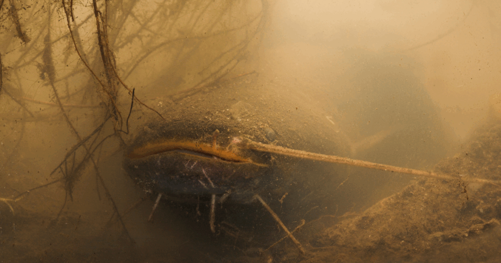 De Europese meerval: een indrukwekkende jager