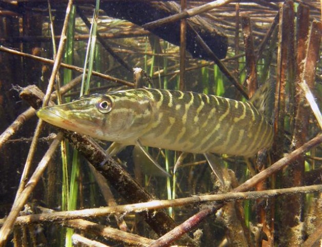 Gesloten tijd voor snoek vanaf 1 maart