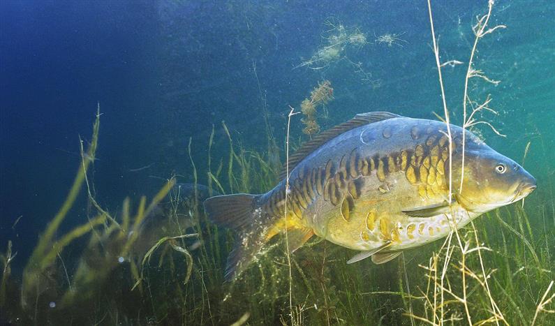 Struin-, zig- en oppervlaktetips: opportunistische voorjaarskarpers in de bovenste waterlagen!