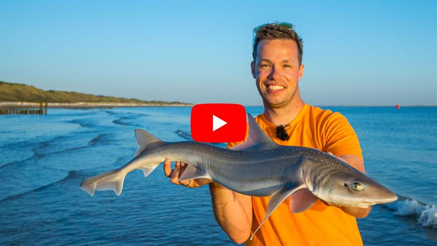 VISblad TV: haaien vanaf het strand (video)