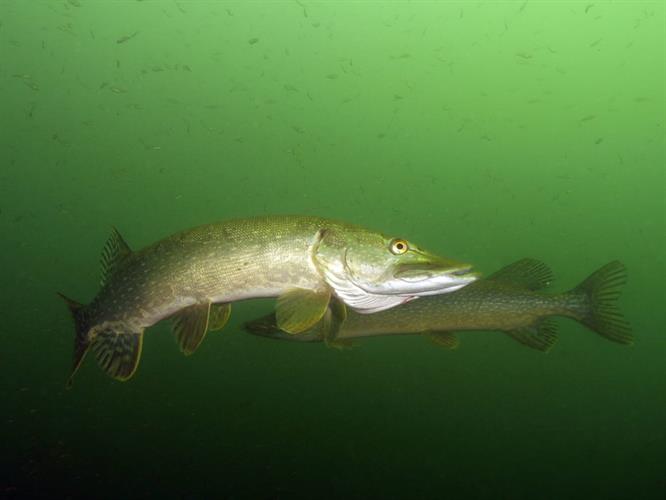VIStip: 25 tips voor de start van het roofvisseizoen