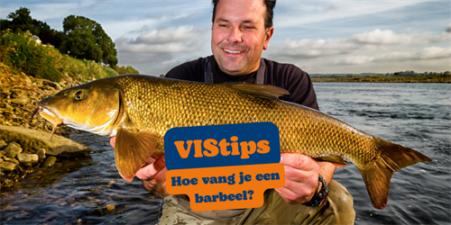 VIStip: 6 barbeelexperts over hoe je een barbeel vangt