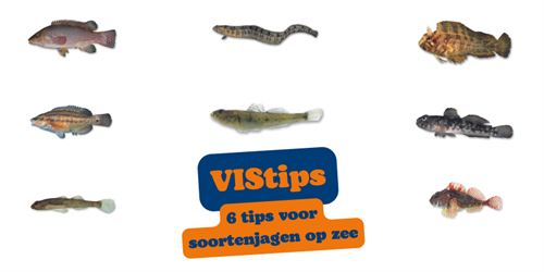 VIStip: 6 tips voor soortenjagen op zee