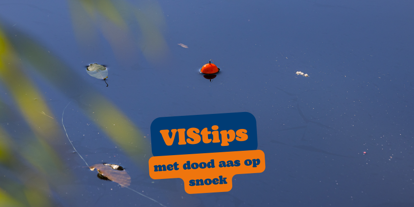 VIStip: aas op snoek (video)