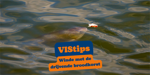 VIStip: op winde met de drijvende broodkorst (video)